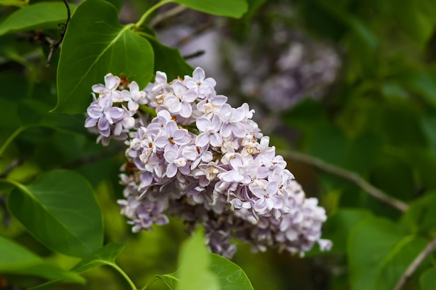 Syringa vulgaris bloeiende plant. Geurige paarse lila struik in de lentetuin op het platteland.