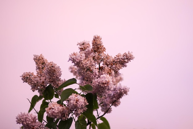 Syringa vulgaris bloeiende plant in zacht zonsonderganglicht. Geurige paarse lila struik in zacht zonsonderganglicht in de lentetuin op het platteland.