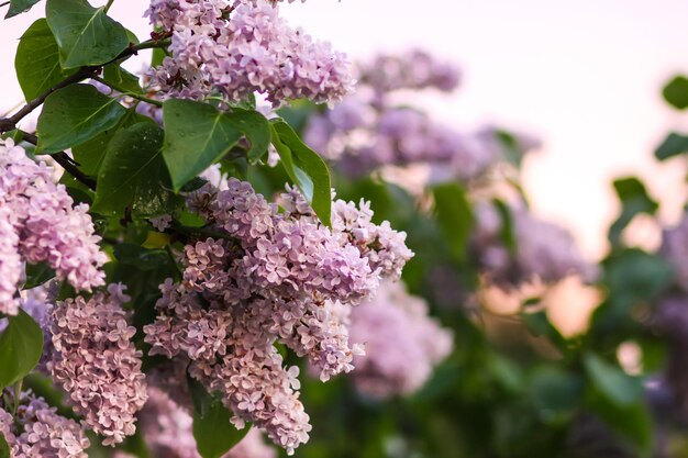 Syringa vulgaris цветущее растение в мягком свете заката. Ароматный фиолетовый куст сирени в мягком свете заката в весеннем саду в сельской местности.