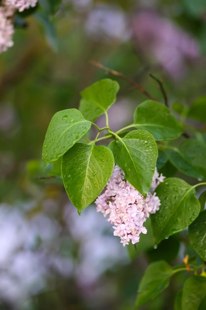 Syringa vulgaris цветущее растение в мягком свете заката. Ароматный фиолетовый куст сирени в мягком свете заката в весеннем саду в сельской местности.