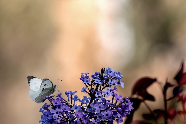 Syringa vulgaris or common lilac in the garden design