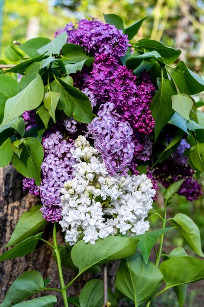 Syringa vulgaris the lilac or common lilac