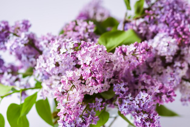 シリンガ・ヴュルガリス (Syringa vulgaris) 紫色の香りのある庭の花