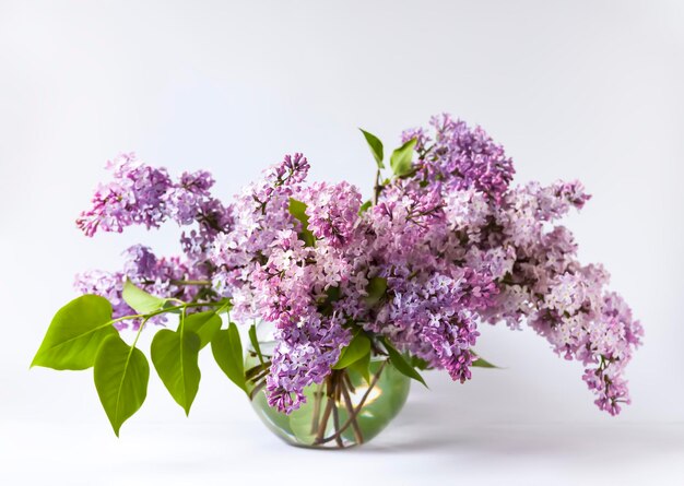 Foto syringa vulgaris of lila geurige tuinbloemen