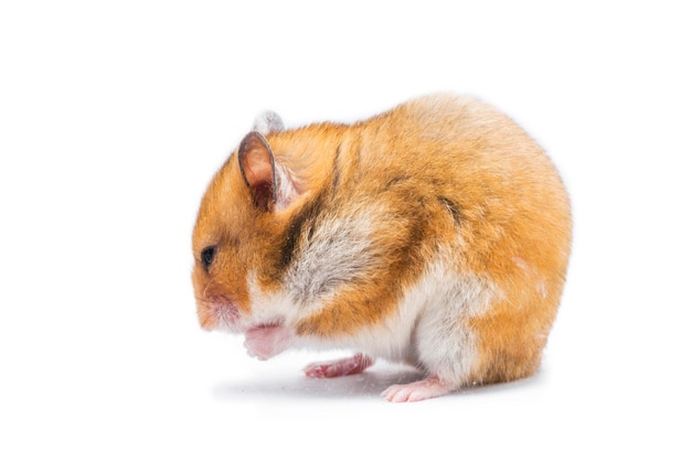 Syrische hamster Mesocricetus auratus geïsoleerd op een witte achtergrond