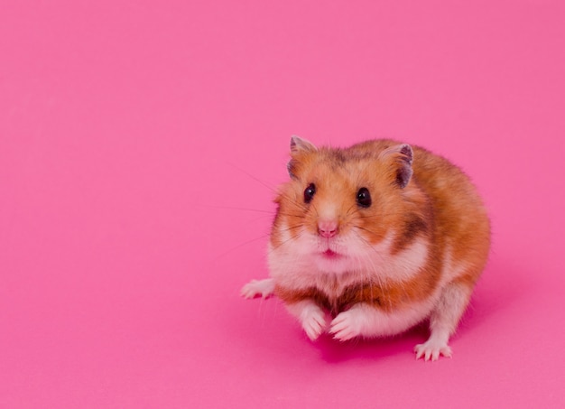 Syrische hamster op een roze achtergrond