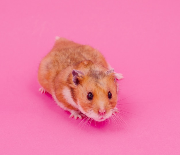 Syrische hamster op een roze