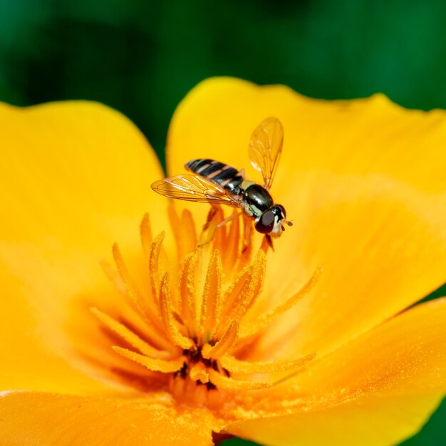 Photo a syrphid fly on california poppy syrphid flies feed on pollen and nectar