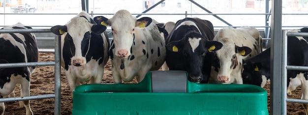 A system of tanks and containers for storing milk after cows
are milked on a modern dairy farm