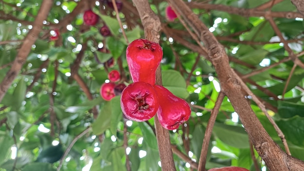 Syzygium aqueum watery rose apple water apple bell fruit jambu air fruits on the tree