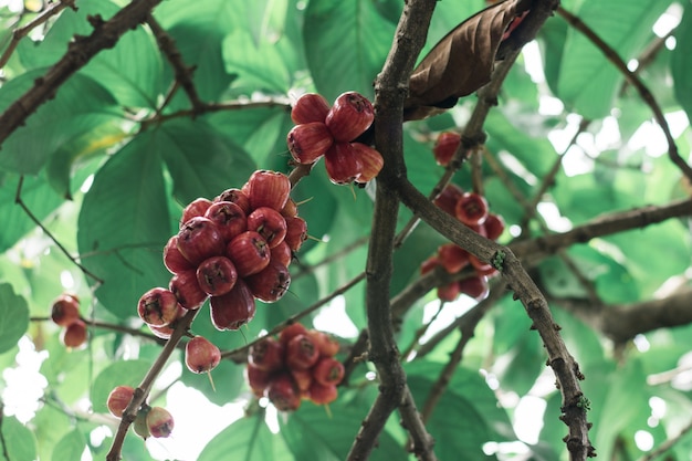 Syzygium malaccense On the tree