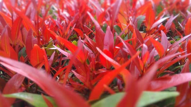 Syzygium Oleina or red shoots usually be a house fence and garden plant