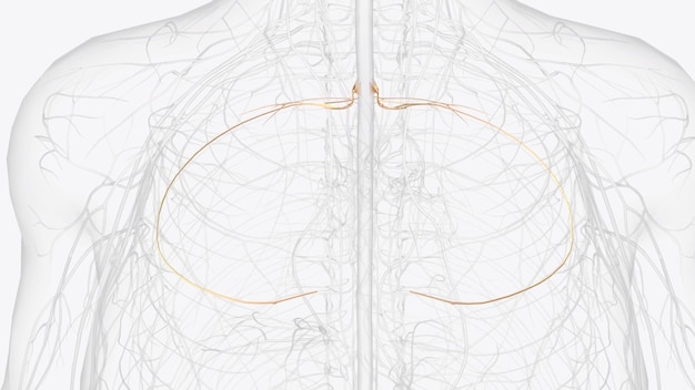 t3 t4 t5 are largely responsible for supplying the chest and the upper organs of the thoracic cavity