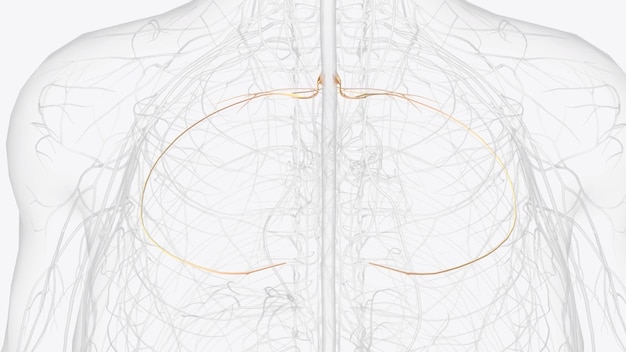 Photo t3 t4 t5 are largely responsible for supplying the chest and the upper organs of the thoracic cavity