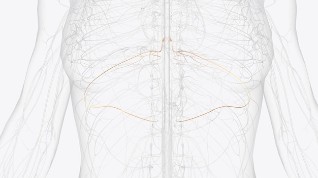 t6 t7 t8 provide the nerve network for some of the chest and abdomen and beltlike dermatomes around the middle of the abdomen