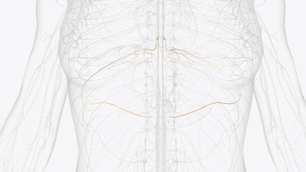 Photo t6 t7 t8 provide the nerve network for some of the chest and abdomen and beltlike dermatomes around the middle of the abdomen