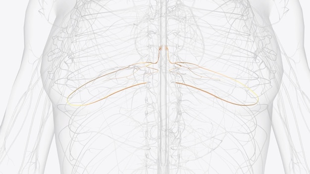 t6 t7 t8 provide the nerve network for some of the chest and abdomen and beltlike dermatomes around the middle of the abdomen