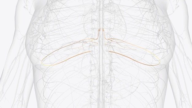 Photo t6 t7 t8 provide the nerve network for some of the chest and abdomen and beltlike dermatomes around the middle of the abdomen