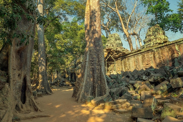 Ta Prohm-tempel in Angkor Wat Cambodja