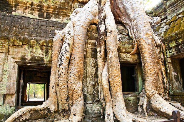 Ta Prohm Temple in Angkor