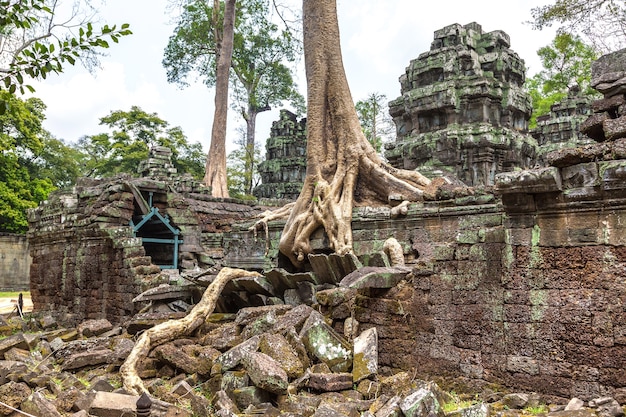 Ta Prohm temple ruins in Angkor Wat in Siem Reap