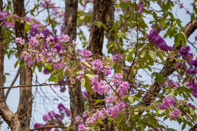 Tabaak flowers of Lagerstroemia floribunda Jack tree are blooming in the summer of in Thailand