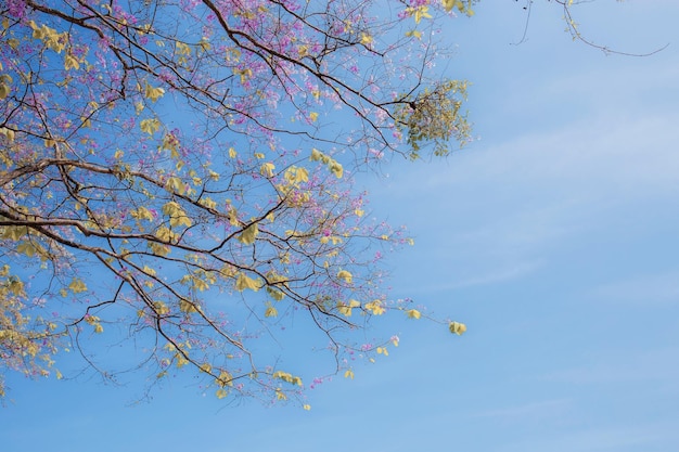 Tabaekbloem in de herfst