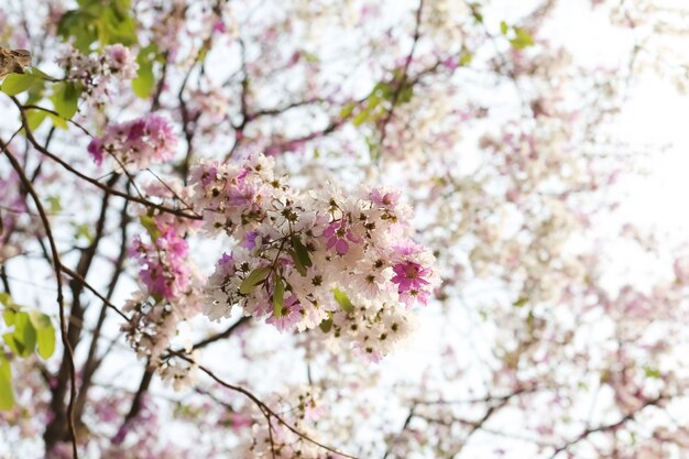 タバクの花