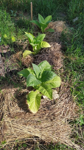 Tabak groeit in de tuin van het huis en wordt gemout met gemaaid gras