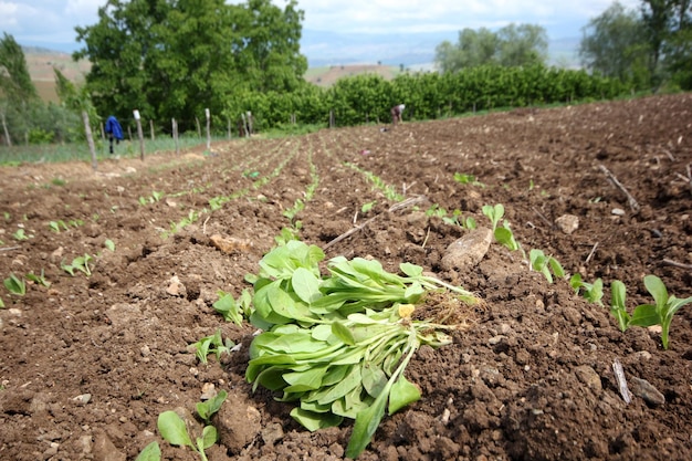 Tabak zaailing planten Amasya Turkije