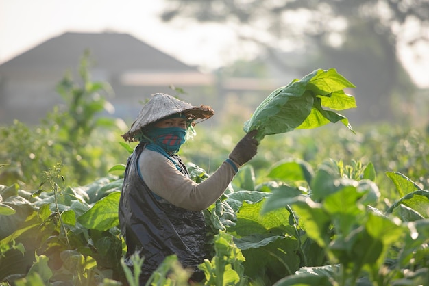 Tabaksboeren oogstten tabak in gecultiveerde gebieden op het platteland van Azië