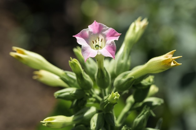 Tabaksgewassen met grote bladeren groeien op het gebied van tabaksplantages Veel delicate roze bloemen van nicotina