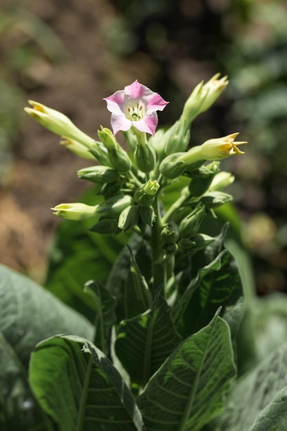 Tabaksgewassen met grote bladeren groeien op tabaksplantages Veel delicate roze bloemen van nicotina-plant