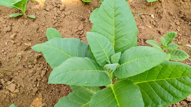 tabaksplant of Nicotiana tabacum