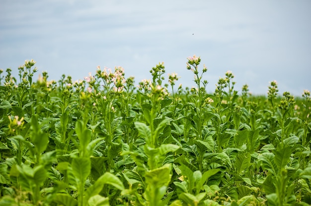 Tabaksplantage in het veld groeit