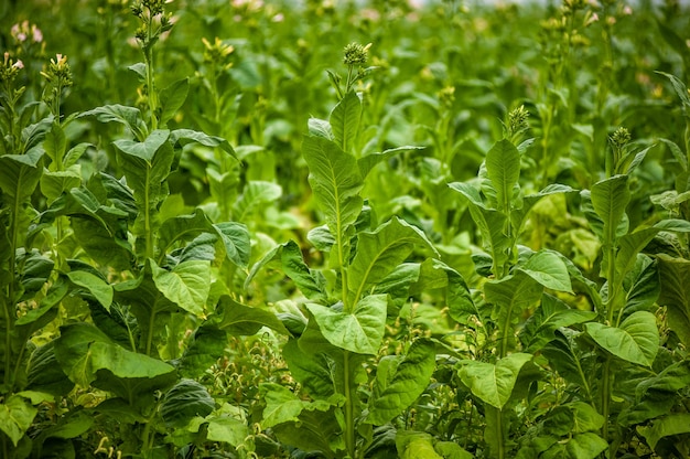 Tabaksplantage in het veld groeit