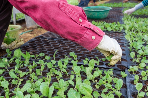 Foto tabakspruit in de landbouw