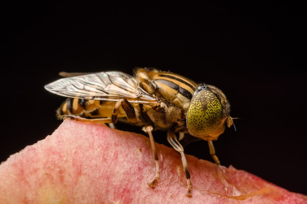 Tabanus sulcifrons gele ogen