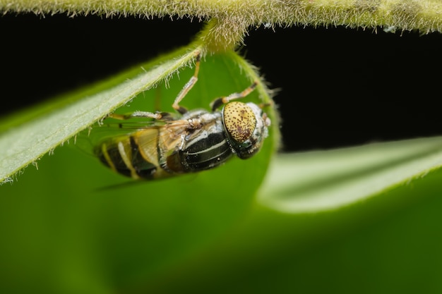 Tabanus sulcifrons黄色の目（ソフトフォーカス）