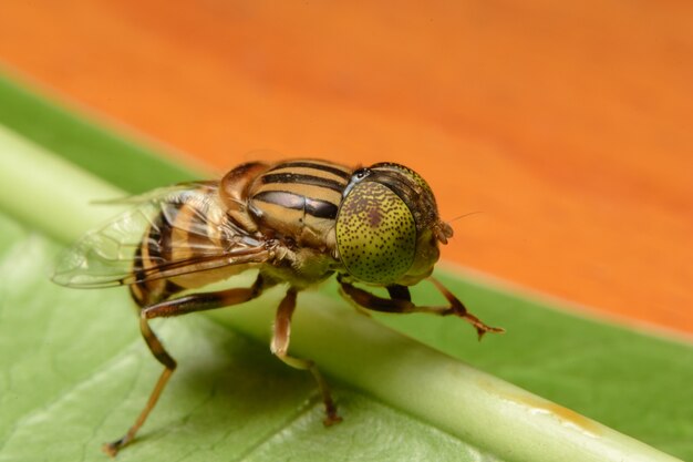 Tabanus sulcifrons yellow eyes