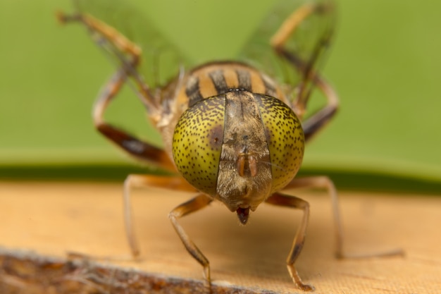 Tabanus sulcifrons yellow eyes