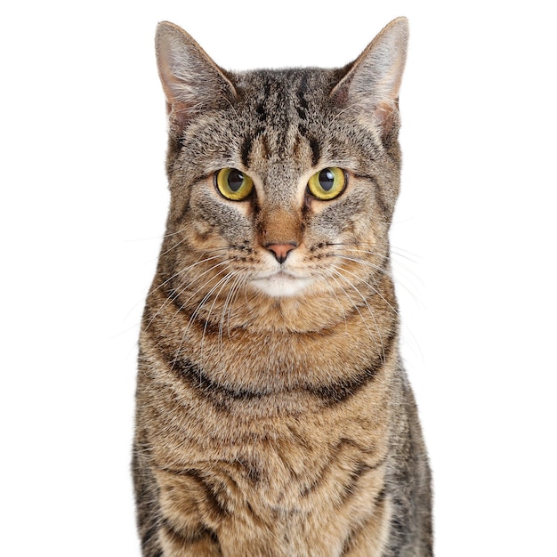 トラ猫の茶色と黒のクローズ アップ