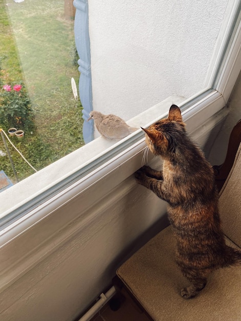 tabby cat and cat at the window wall