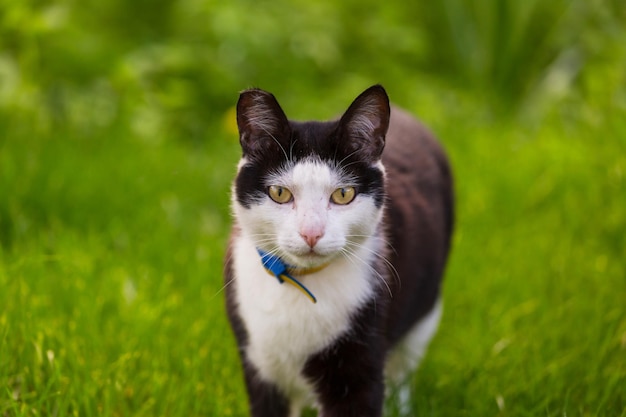 ぶち猫、クローズアップショット