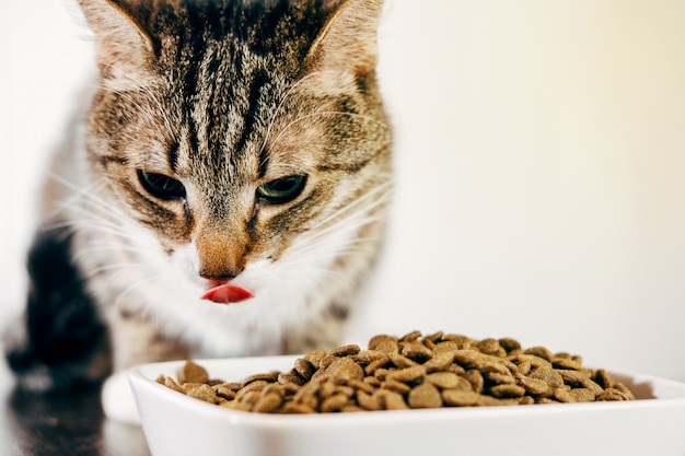 The tabby cat eats the food from the plate