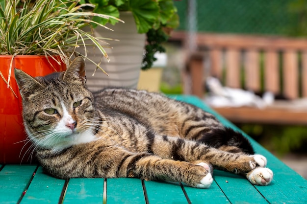 Tabby cat in flowers in the garden.