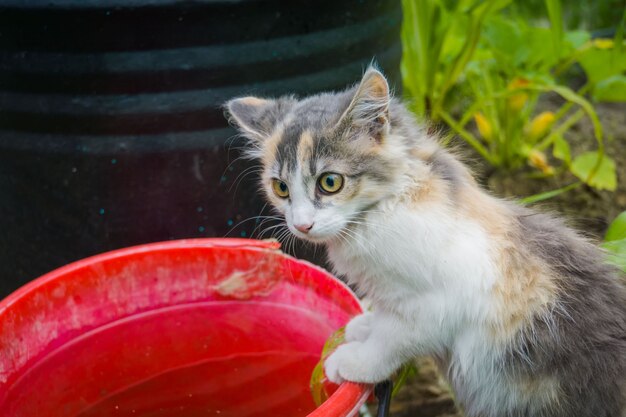 Tabby cat in garden