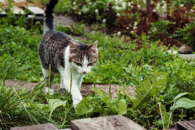 Tabby cat in the green grass close-up.