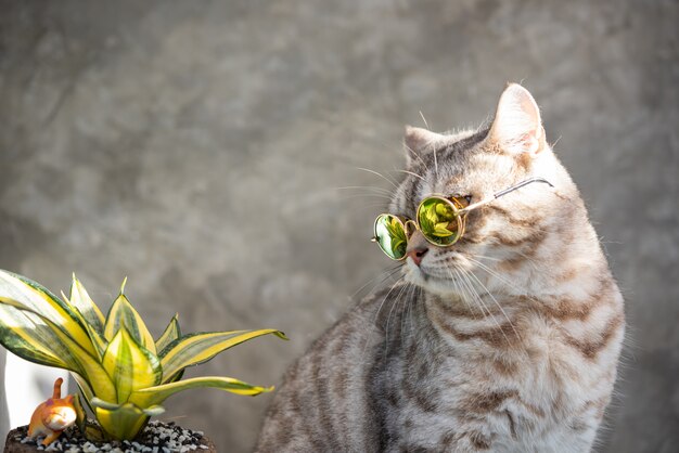 Tabby cat  head shot wear glasses with a cactus in greenery clay pot