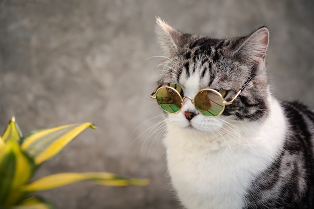 Tabby cat  head shot wear glasses with a cactus in greenery clay pot